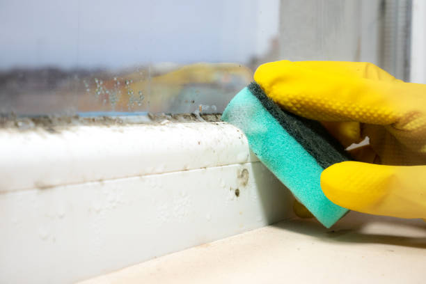 Best Bathroom Mold Remediation in Lindon, UT