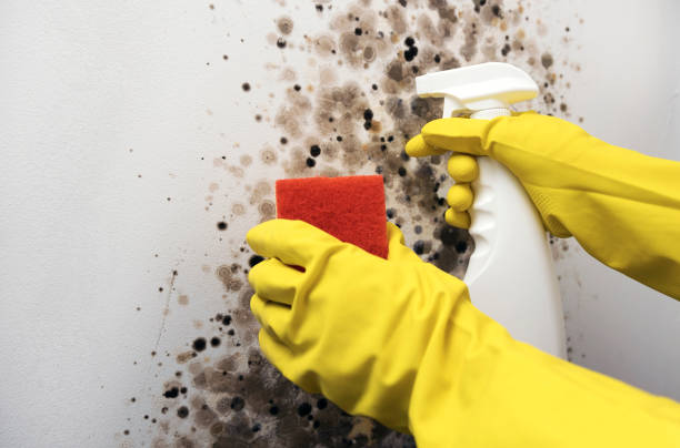 Best Insurance-Related Mold Remediation in Lindon, UT