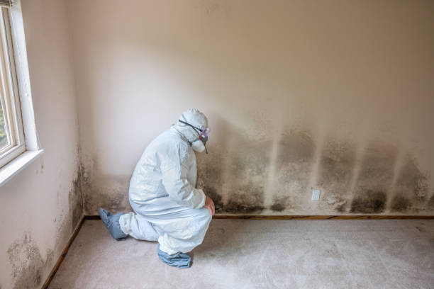 Best Post-Flood Mold Remediation in Lindon, UT