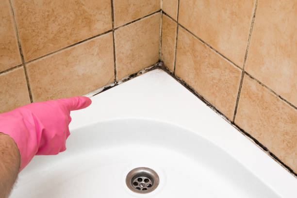 Best Residential Mold Remediation in Lindon, UT